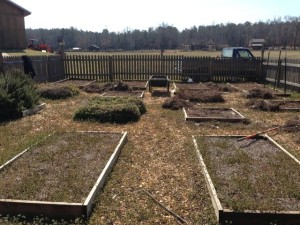 Here is the before shot…looking a little sad. but hey, it was February!