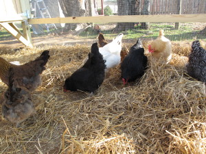 8 hens from Kathy G.