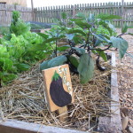 Eggplant and lettuce from seed