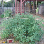 Tomato plants