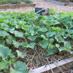 Cantaloupe seedlings
