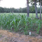 Corn from seed