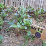 Beets from seed.