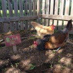 Dusting in the garden.