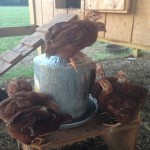 Chicks on watering can