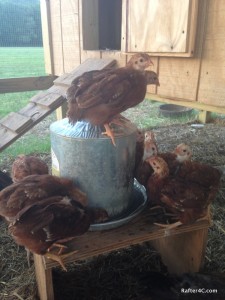 Chicks on watering can