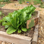 Lettuce from seed