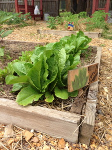 Lettuce from seed
