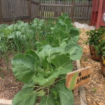 Brussels sprout plants