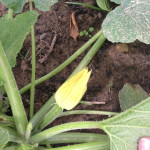 First squash blossom! (The first of a never-ending supply)