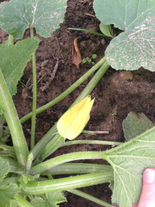 First squash blossom! (The first of a never-ending supply)