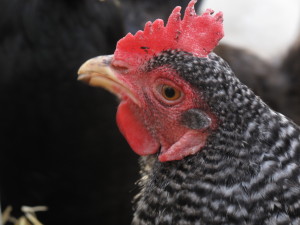 Snipper - So named by Luke because she "snips" at you.  Attitude! (Plymouth Barred Rock)