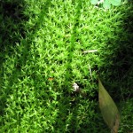 Woodland carpet: Moss