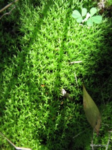 Woodland carpet: Moss