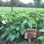 Purple Hull Peas