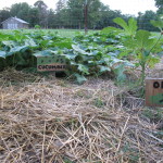 Cucumber and okra plants
