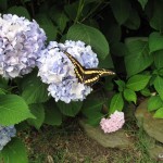 Butterfly on Hydrangea.