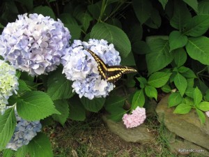 Butterfly on Hydrangea.