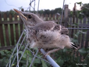 Stubborn baby mockingbird.