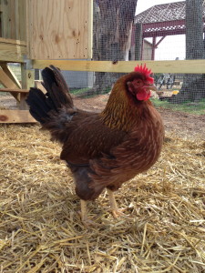 Cookie-Obviously top of the pecking order! (Rhode Island Red)