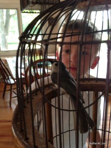 Another bird captured…in the house.