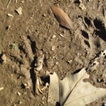 A pair of animal tracks.  Coyote? Bobcat?