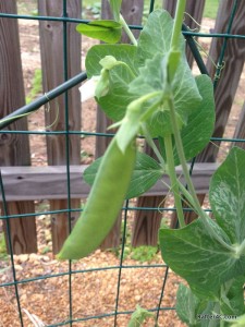 Our first pea pod.