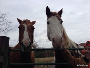 Our sweet neighbor's horses.
