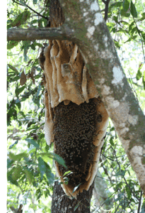 A honeybee colony in its natural state.
