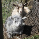 Pygmy Goats are Here!