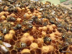 Capped Drone (male bees) brood.